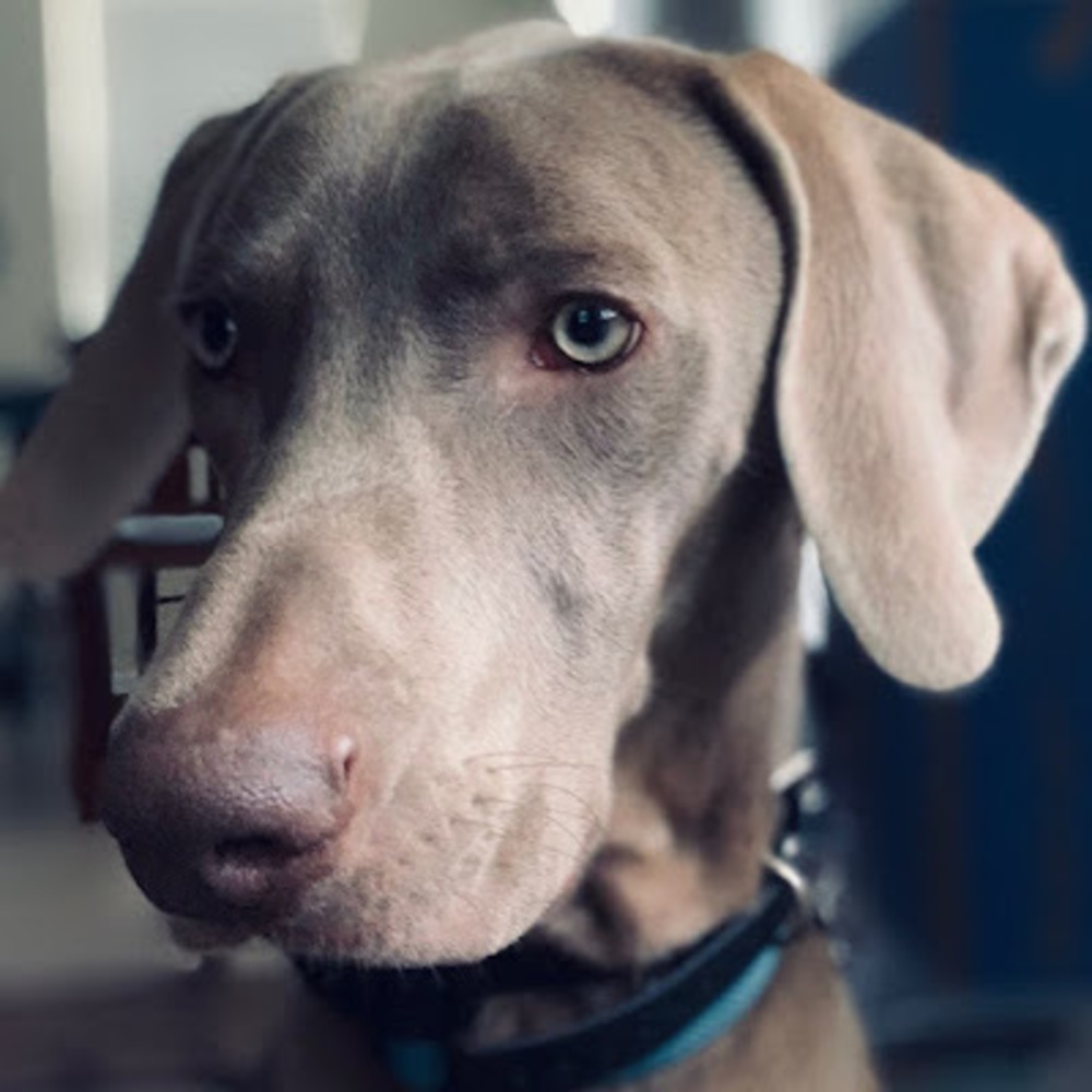 Meet your Posher, Emma